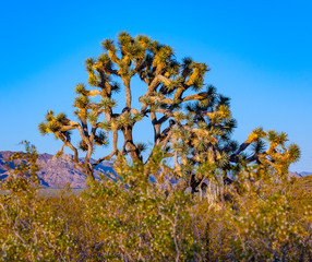 joshua tree in warm bright light
