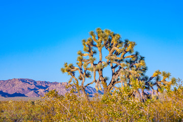 joshua tree in warm bright light