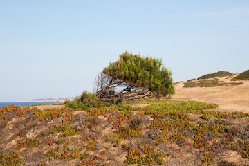 Kiefer auf der Felsenküste aus Sandstein, Atlantikküste, Algarve, Portugal, Europa