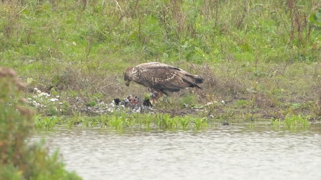 White-tailed eagle or Sea Eagle eating from a great cormorant prey at the shore of a lake in the Oostvaardersplassen in Flevoland, The Netherlands