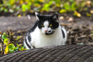 Black-white cat on autumn shiny background and with grass