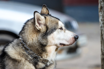 Fluffy malamute in profile in gray tones on the background of the car