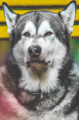 Vertical photo portrait of a malamute dog with a beautiful foreground