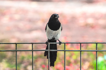 Pose of a magpie bird sitting on a fence on a pink background in autumn