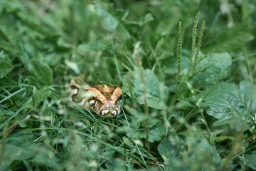Scary phyton creeping in garden.