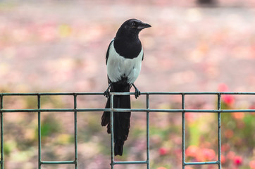 Pose of a magpie bird sitting on a fence шт profile on a pink background in autumn
