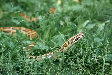 Phyton creeping in garden grass.