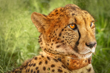 Portrait of a cheetah (Acinonyx jubatus), Madikwe Game Reserve, South Africa.