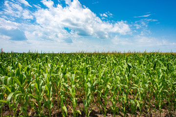 corn field and blue sky