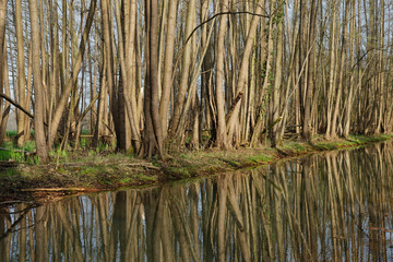 Bruchwald mit Schwarzerle