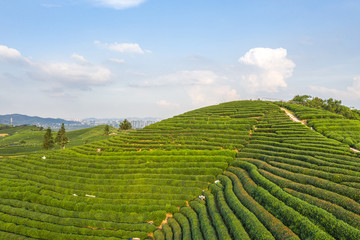 tea garden