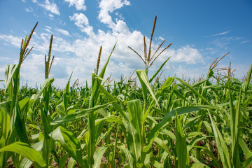 corn field in North Dakota