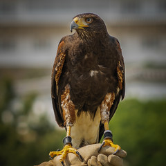 portrait of a hawk in front of a castle