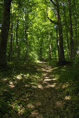 Fototapeta na wymiar path in the forest
