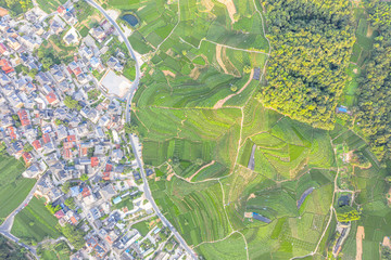 small village with tea garden