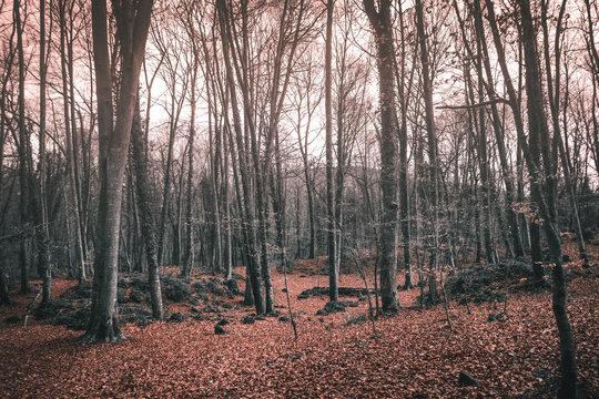 mystical forest