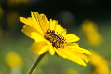 selective focus shot of a yellow African daisy flower