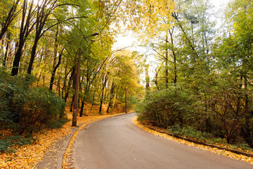 beautiful autumn forest. Beautiful landscape with road, trees with red and orange leaves. Highway through the park. Nature background.