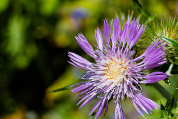 purple flower with green background