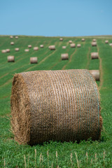 hay bale field
