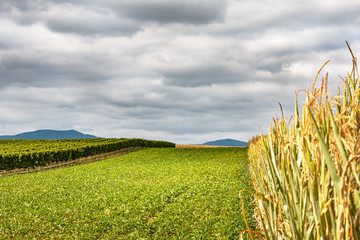 Lanschaft mit Weinbanbau, Maisfeld und Rüben