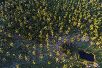 Coconut palm plantation field with rural road aerial view