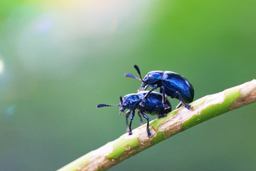 close up agelastica alni in breeding on tree branch