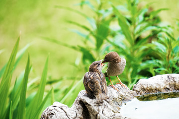 Sparrow feeding a fledgling