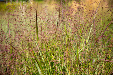 Panicum virgatum 'Squaw', - Panicum, Staudes des Jahres 2020