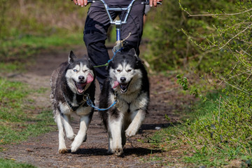 Chien de traîneau en course