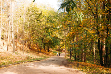 Naklejka premium Osoba spacerująca w lesie jesienią park. żółte liście