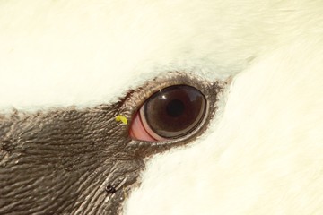 Close up shot of a Mute Swan's (Cygnus olor) eye.