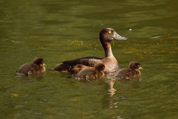 A female Tufted Duck (Aythya fuligula) alongside 3 of her ducklings.