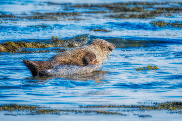 Fototapeta premium Common seal sleeping on a rock in the ocean