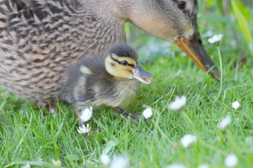 A Mallard (Anas platyrhynchos) duckling foraging with its mother.