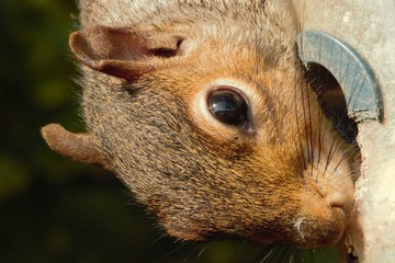 Close up of a female Eastern Grey Squirrel (sciurus carolinensis) feeding from a damaged bird feeder