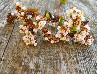 Buckwheat flowers and grains. Buckwheat stem with white flowers, green leaves and unpeeled grains on old weathered wooden background. Close up, selective focus