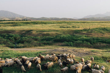 Iraqi Kurdistan landscape view of the Zagros mountains and herds of goats and sheep