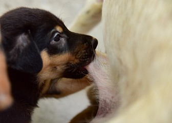Puppy baby and mother eating milk