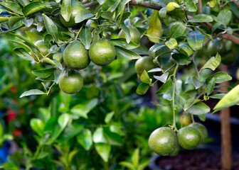 Green limes on a tree, Limes are excellent source of vitamin C.