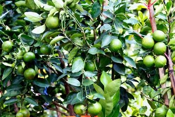 Green limes on a tree, Limes are excellent source of vitamin C.