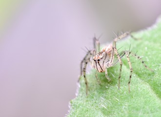 Brown spider walking on the  green leaf.