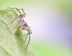 Brown spider walking on the  green leaf.