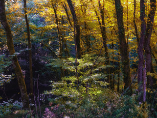 contrastes et couleurs d'automne
