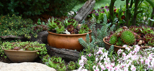 In a flower bed among different plants pottery is located. The sempervivum and a sedum grows in ware. - obrazy, fototapety, plakaty