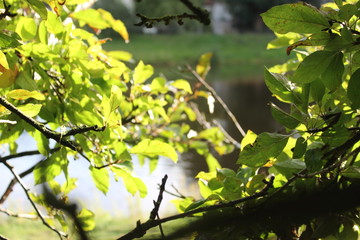 Blätter am Baum leuchten Lichtdurchflutet mit einem See im Hintergrund