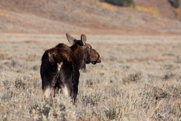 Cow Shiras Moose in Fall in Wyoming