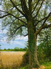 Obraz premium creepers surround by an old tree in the park