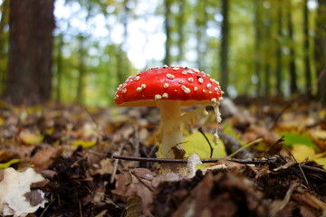 Amanita muscaria, the most iconic poisonous mushroom of the European forest