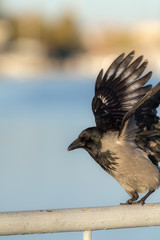 black crow wings